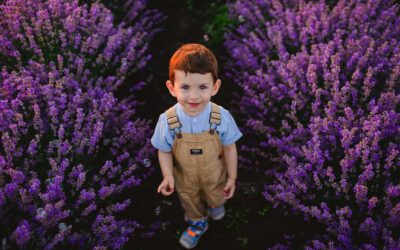 Stefan in lanul de lavanda